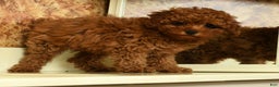 Miniature Poodle dogs for sale: Tigger - Ad 7