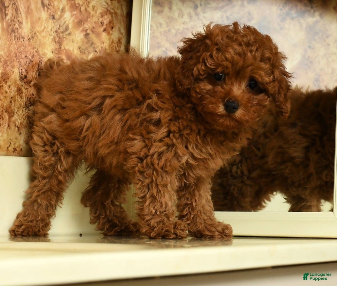 Miniature Poodle dogs for sale: Tigger - Ad 7