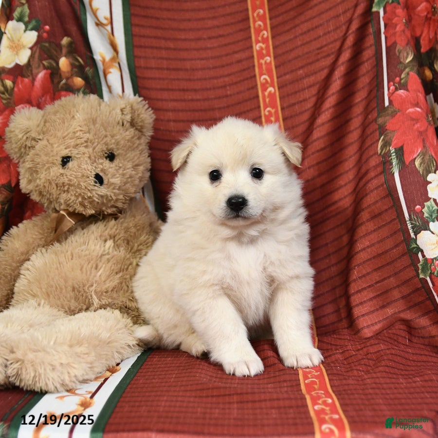 American Eskimo dogs Edward - Ad 4