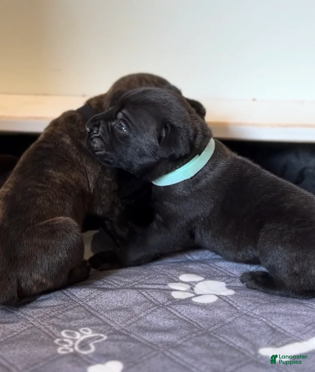 Cane Corso dogs for sale: Teal collar - Ad 2