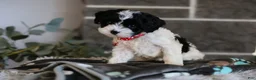 Cavapoo dogs for sale: Dakota - Ad 8