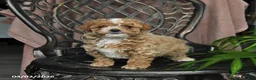 Maltipoo dogs for sale: Petunia - Ad 3