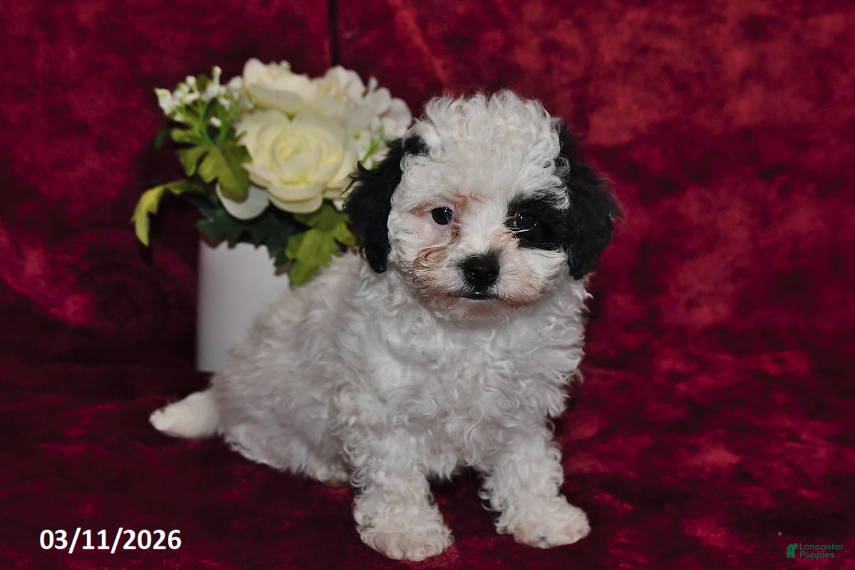 Maltipoo dogs Asher - Ad 2