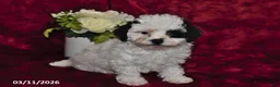 Maltipoo dogs for sale: Asher - Ad 2