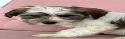 Havanese dogs for sale: Slater - Ad 5