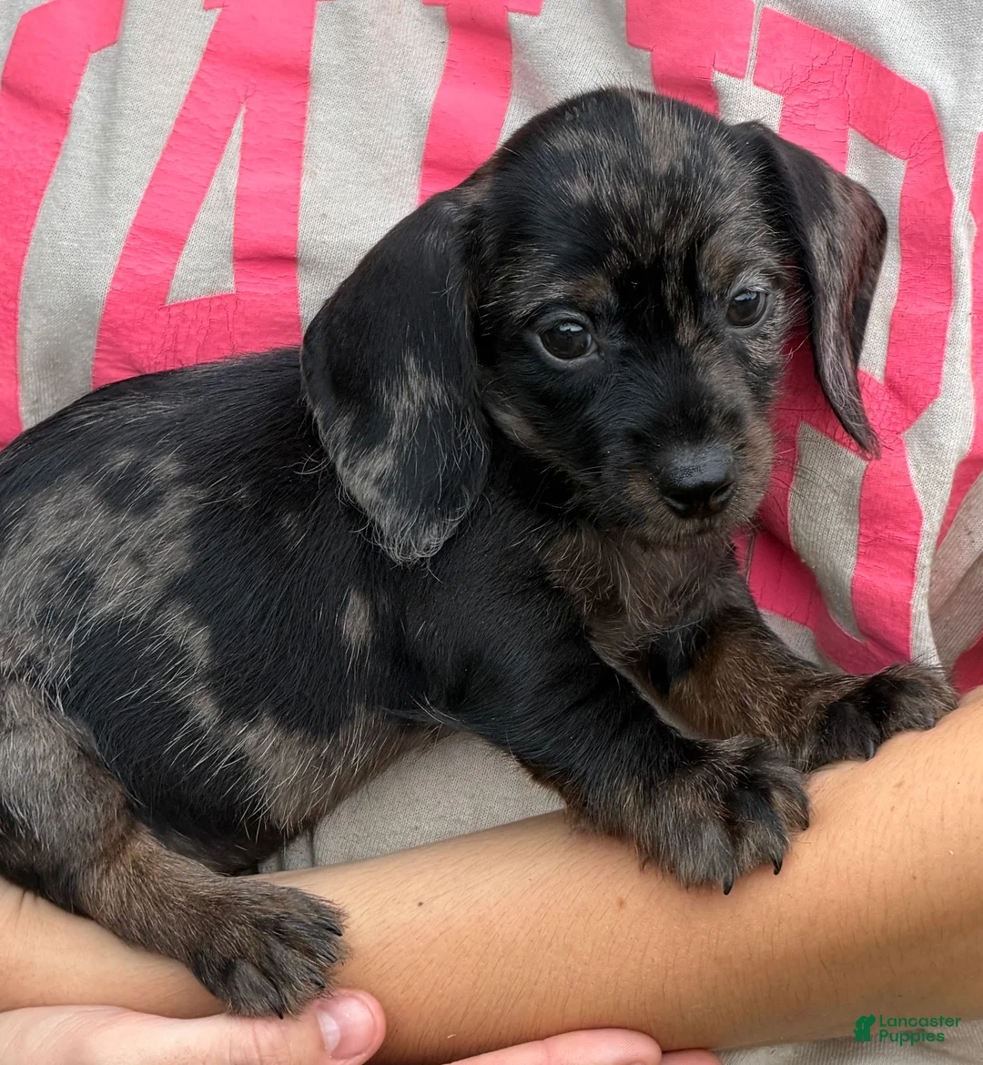 Miniature Dachshund dogs for sale: Dapple wire Girl - Ad 5