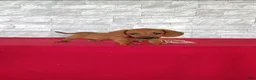 Miniature Dachshund dogs for sale: Stanley - Ad 7