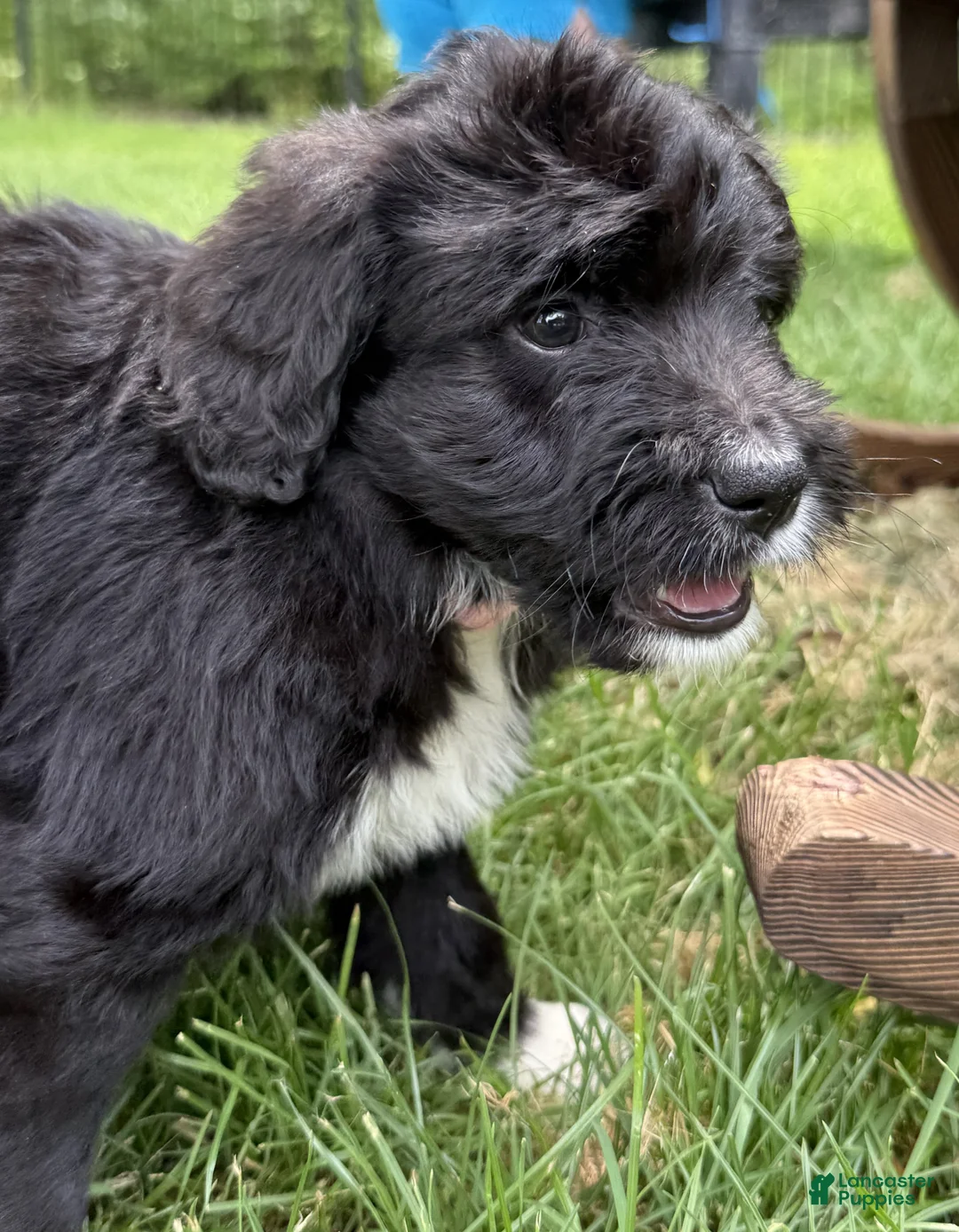 Bernedoodle dogs for sale: Chrissy - Ad 2
