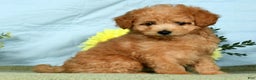 Eskipoo dogs for sale: Lilly - Ad 5