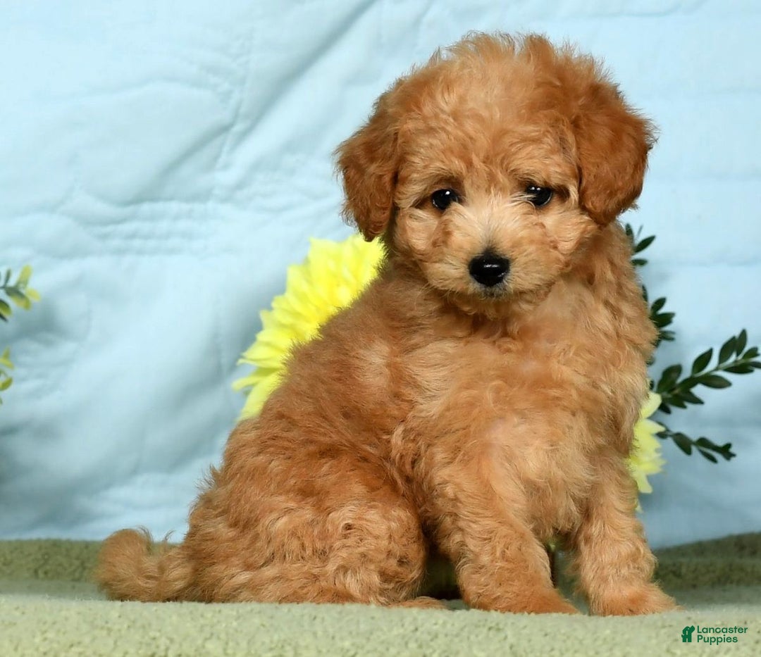 Eskipoo dogs for sale: Lilly - Ad 5