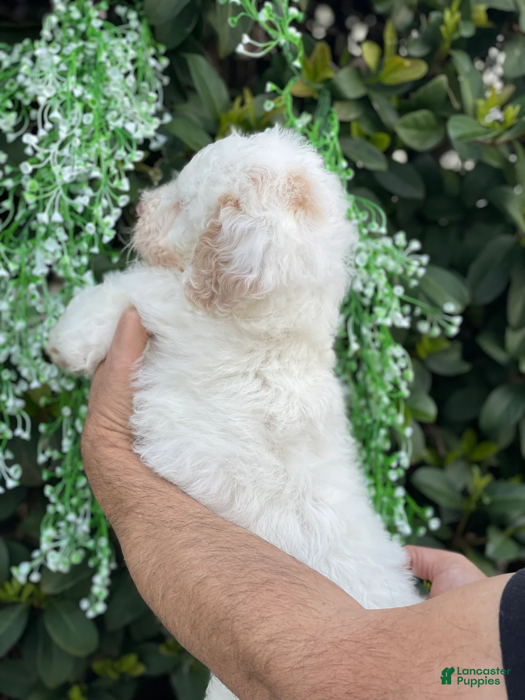 Goldendoodle dogs for sale: Sadie - Ad 5