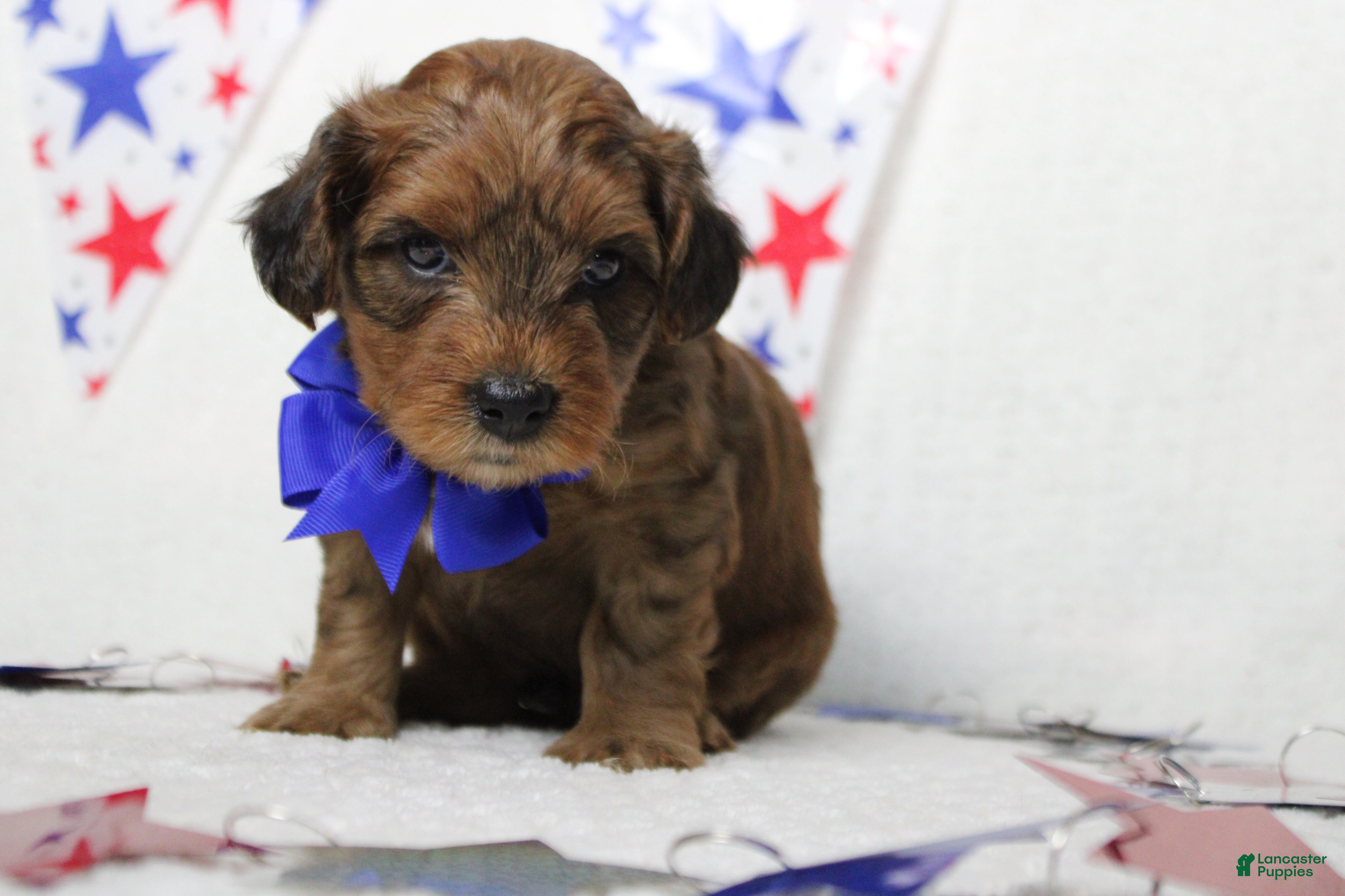 Yorkiepoo dogs Trusty - Ad 4
