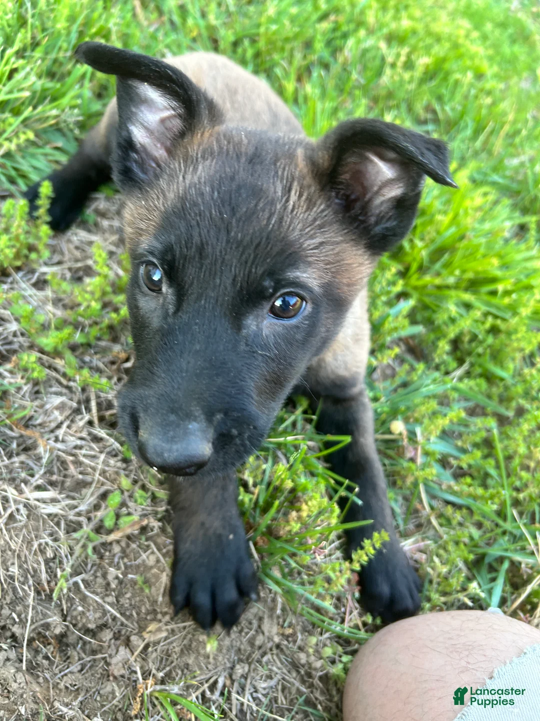 Belgian Malinois dogs for sale: Ciara - Ad 2