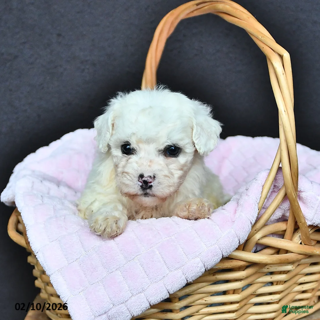 Bichon Frise dogs for sale: Lacey - Ad 1
