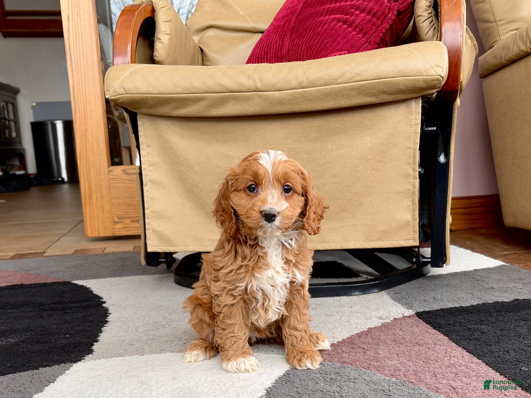 Cockapoo dogs for sale: Cockapoo female 3 - Ad 3