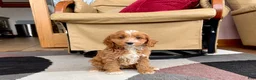 Cockapoo dogs for sale: Cockapoo female 3 - Ad 3