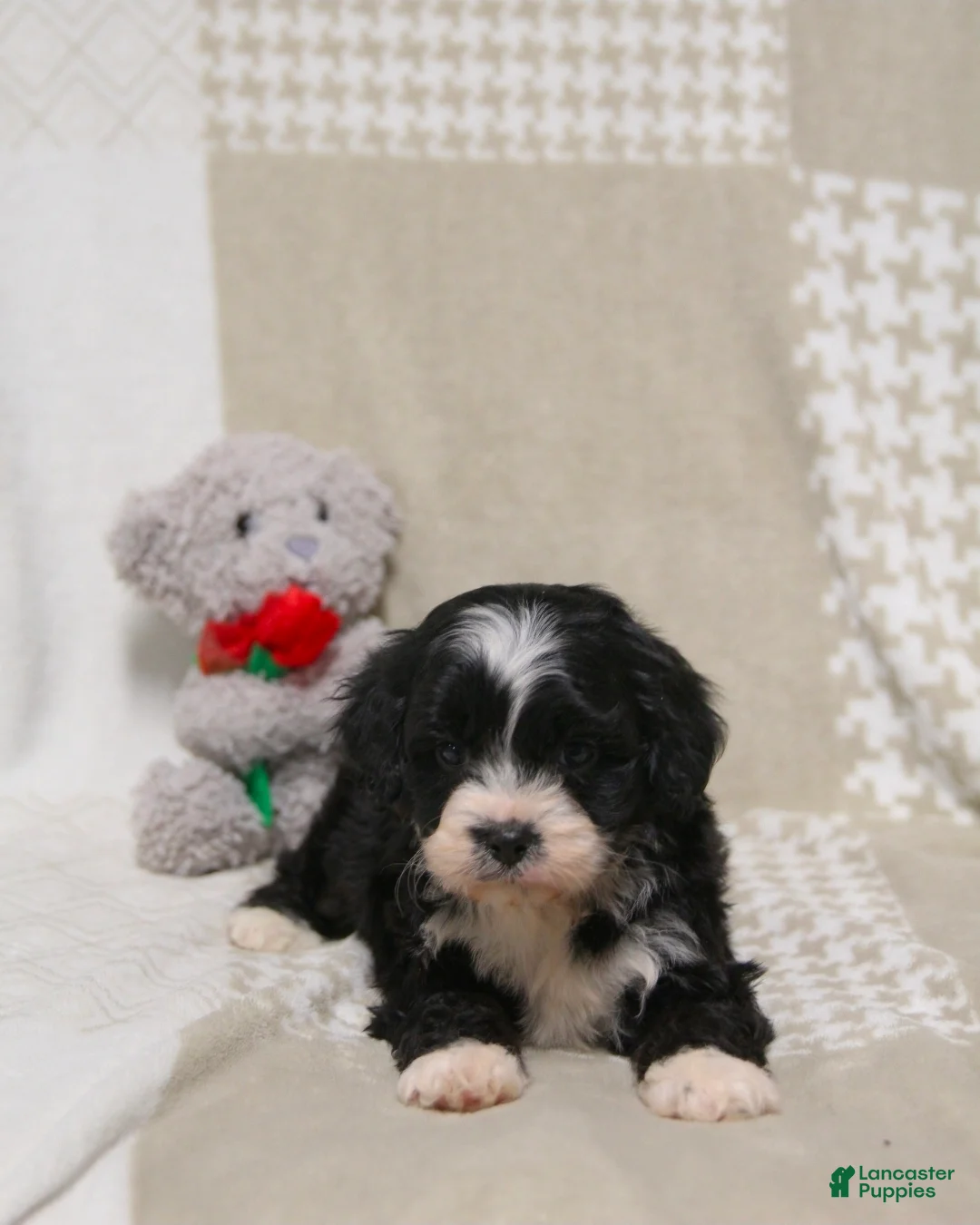 Cavapoo dogs for sale: Jasper - Ad 3