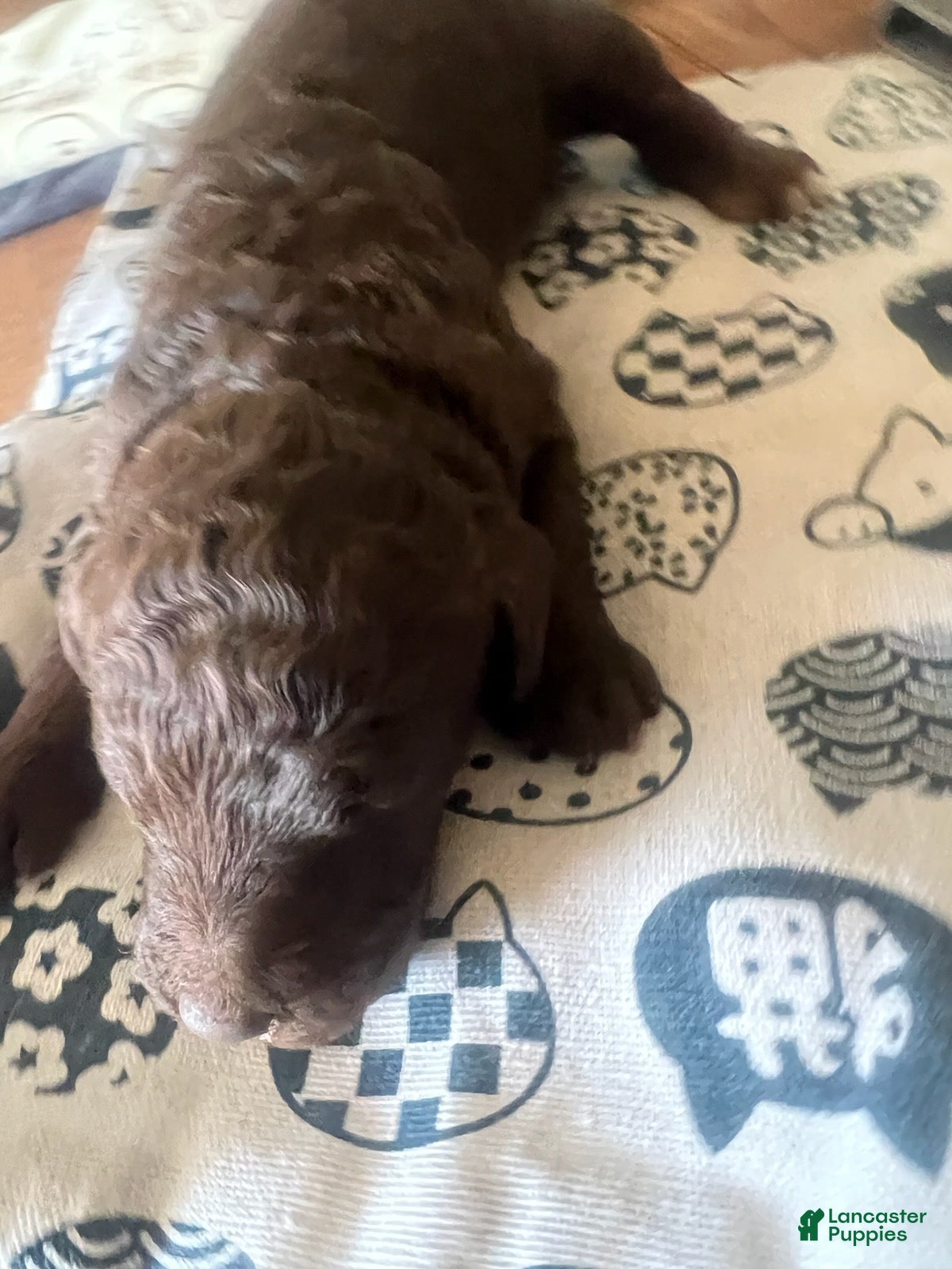 Standard Poodle dogs Standard Poodle 1 - Ad 1