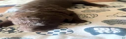 Standard Poodle dogs for sale: Standard Poodle 1 - Ad 1