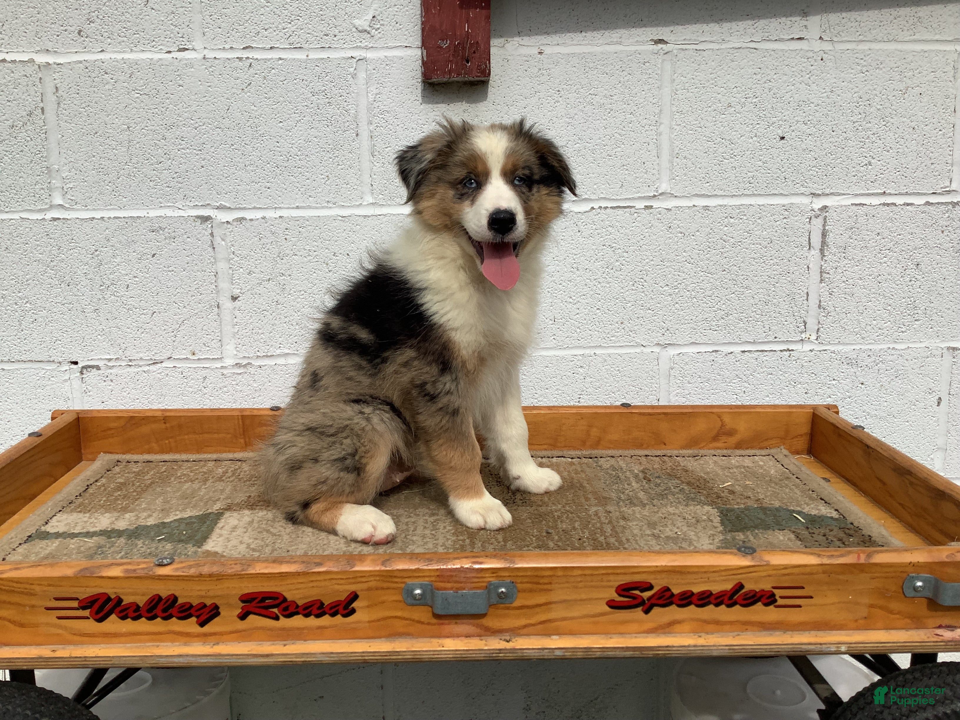 Australian Shepherd dogs Barbie - Ad 1
