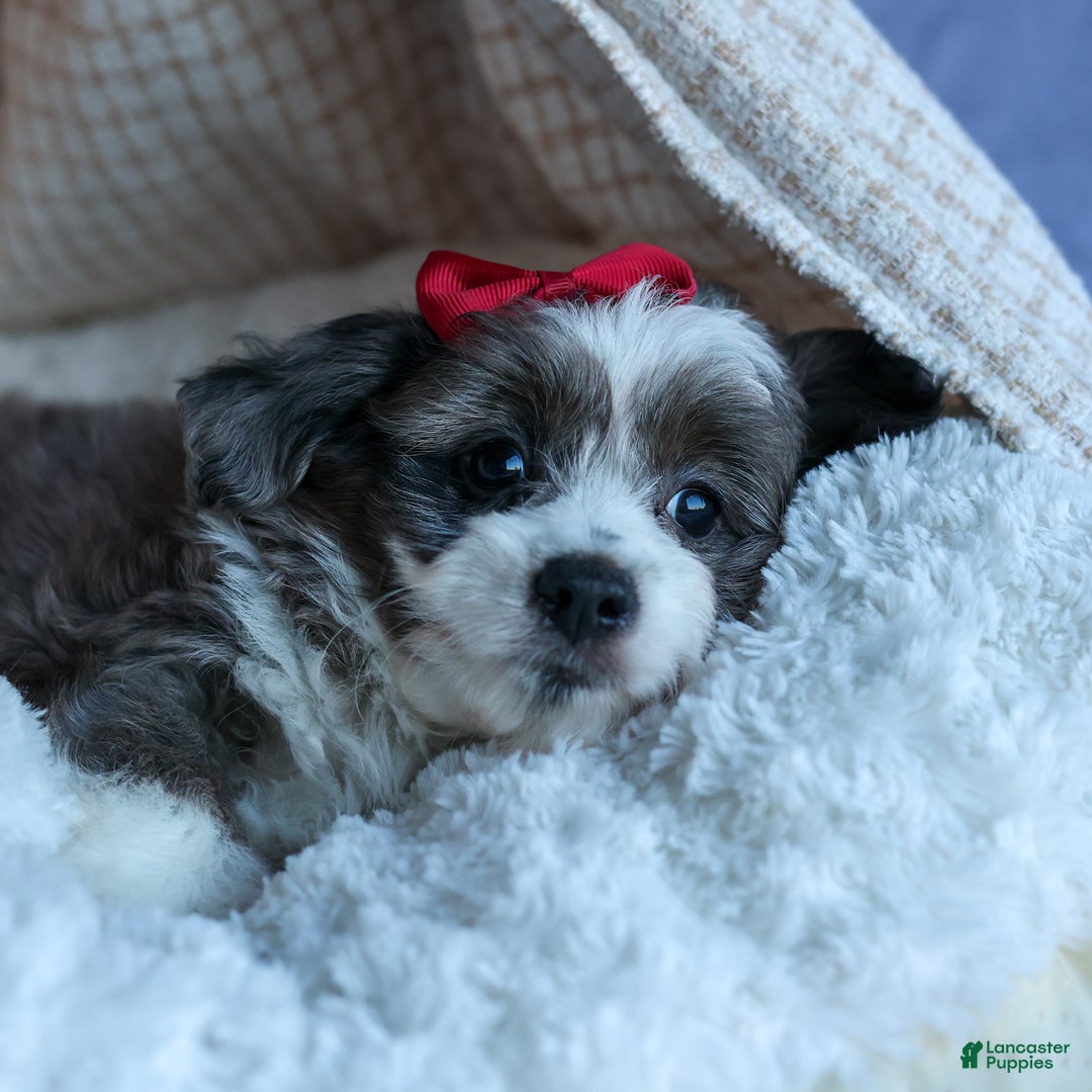 Mini Aussiedoodle dogs for sale: LEON - Ad 9