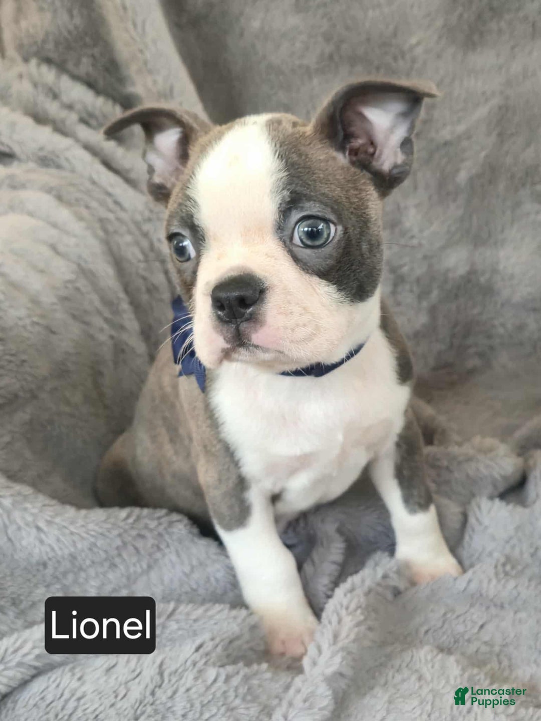 Boston Terrier dogs for sale: Lionel - Ad 11