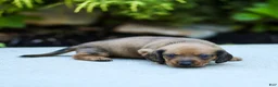 Miniature Dachshund dogs for sale: Mikey Miniature Dachshund  - Ad 4
