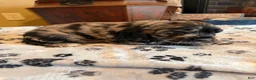 Cocker Spaniel dogs for sale: Remy - Ad 2