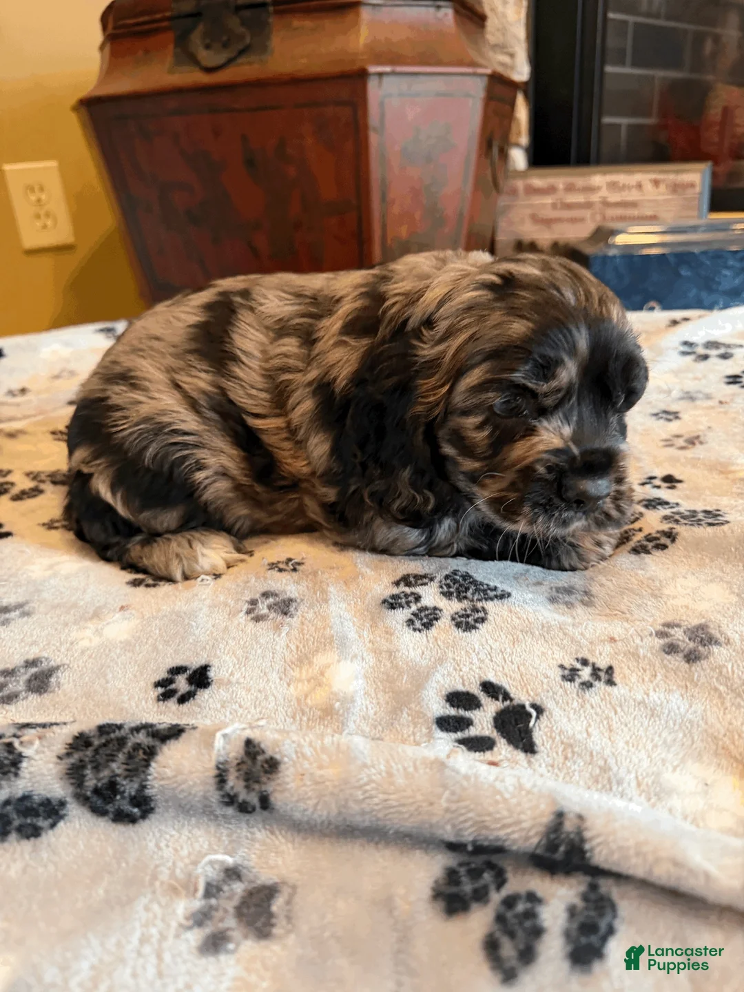 Cocker Spaniel dogs for sale: Remy - Ad 2