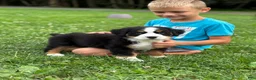 Bernese Mountain Dog dogs for sale: Skye - Ad 4