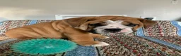 Beabull dogs for sale: Charles  - Ad 1