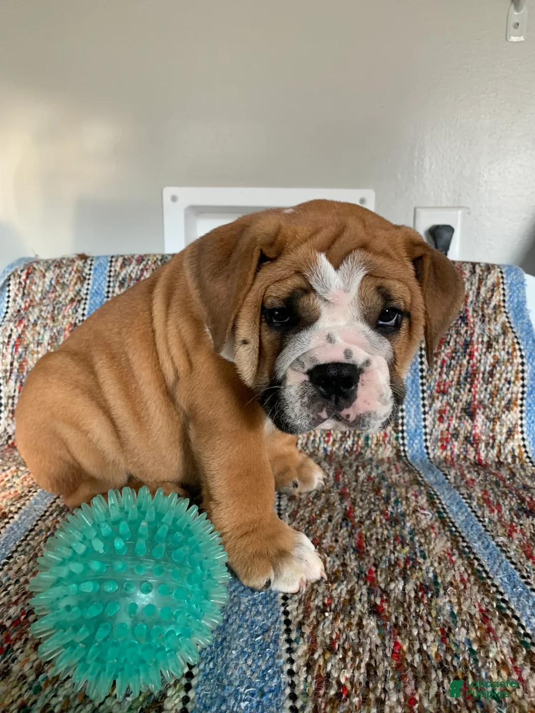 Beabull dogs for sale: Charles  - Ad 1