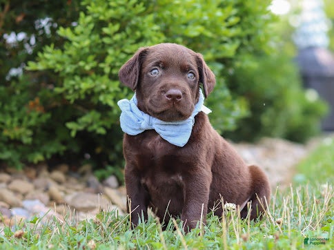 Labrador Retriever dogs Scout - Ad 1