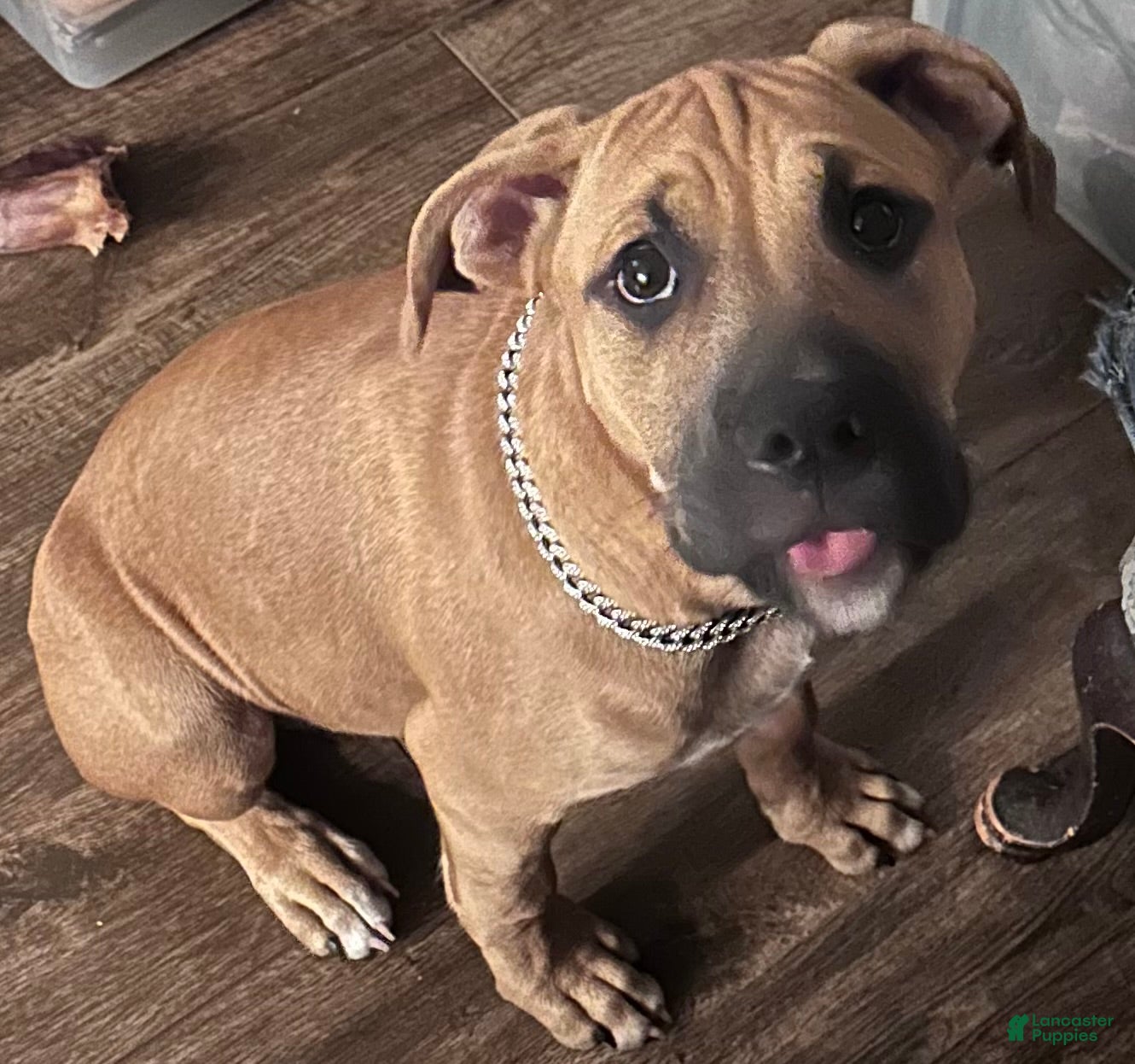 Mixed Breed dogs Junior  - Ad 21