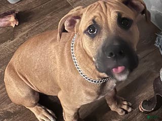 Mixed Breed dogs Junior - Ad 14