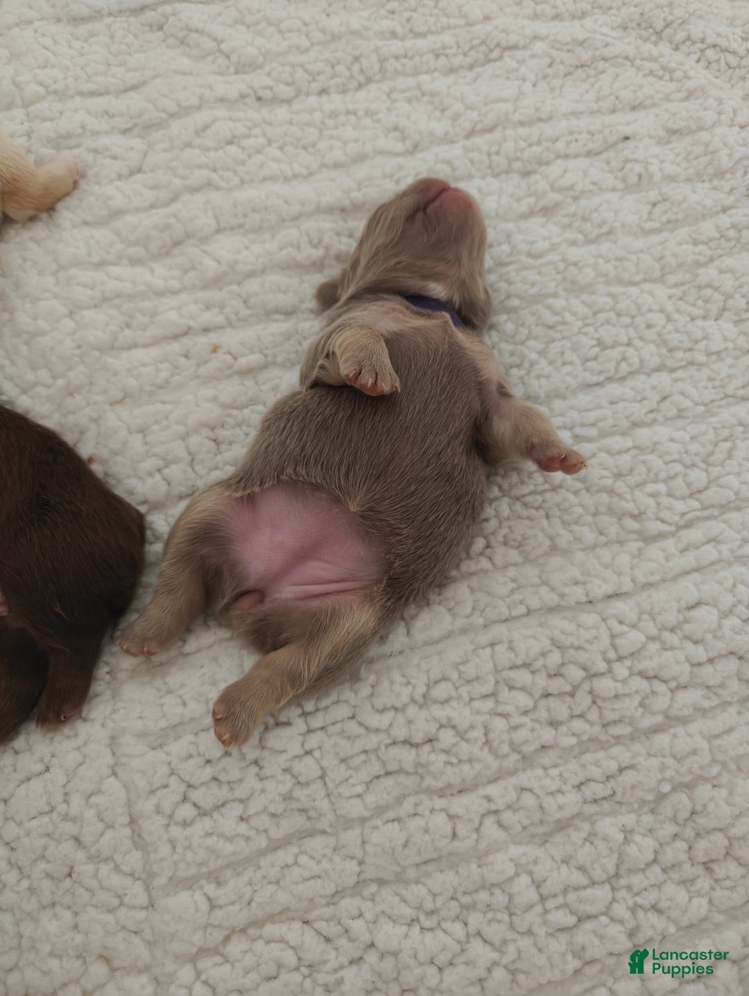 French Bulldog dogs for sale: French Bulldog litter of 7 puppies - Ad 6