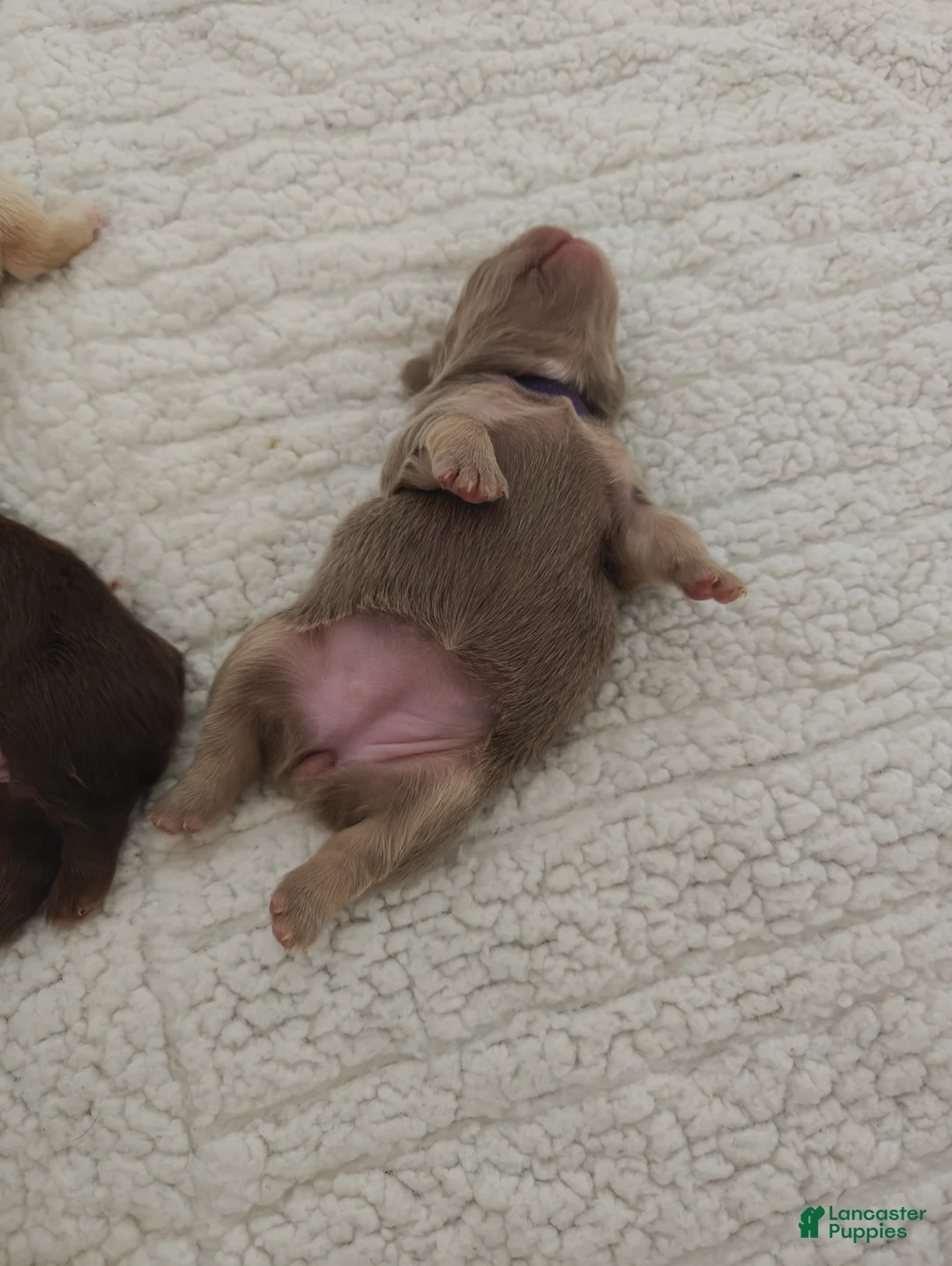 French Bulldog dogs for sale: Female#3 - Ad 4