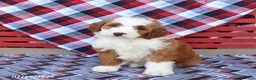 Mini Bernedoodle dogs for sale: Gretchen - Ad 3