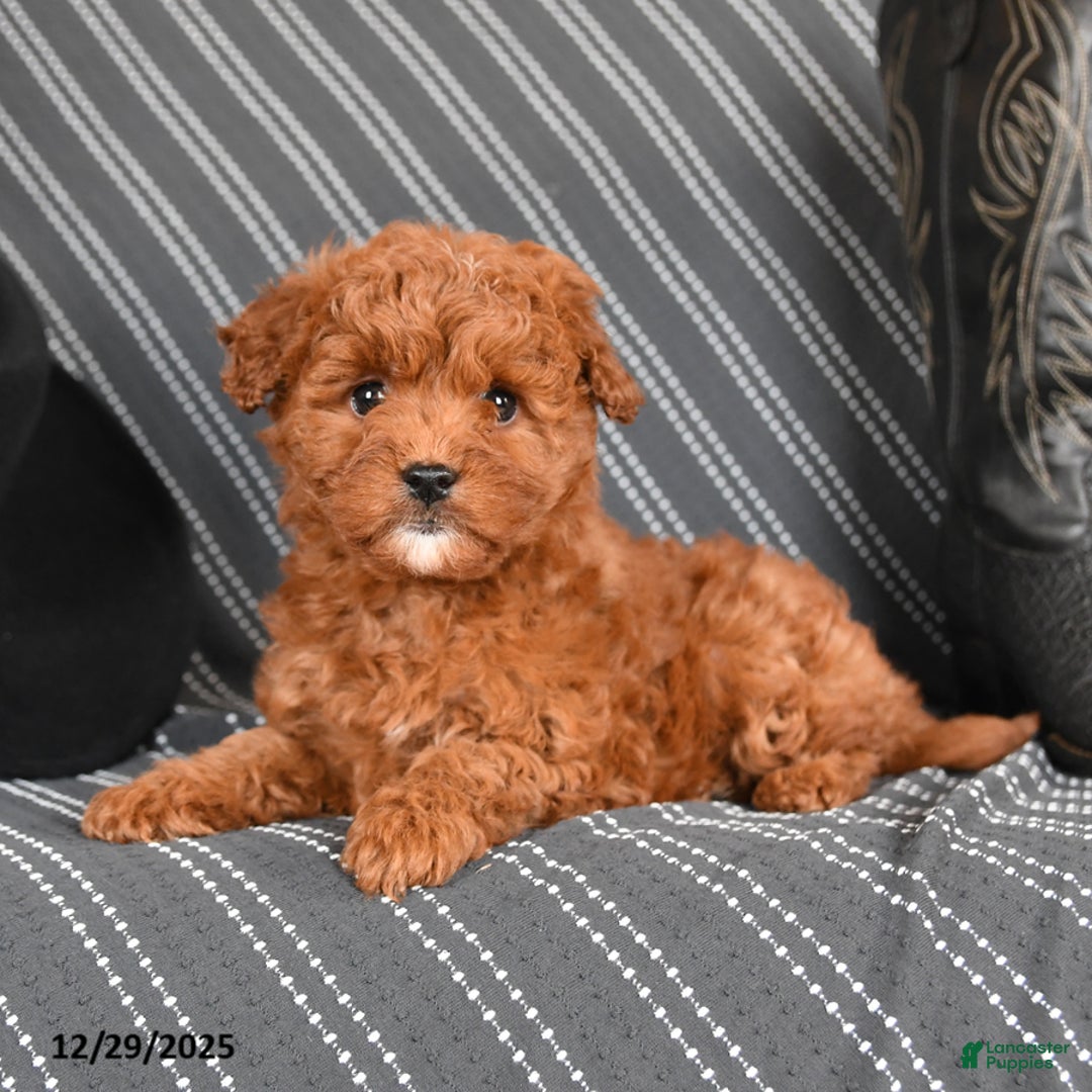 Cavapoo dogs for sale: Sassafras - Ad 3
