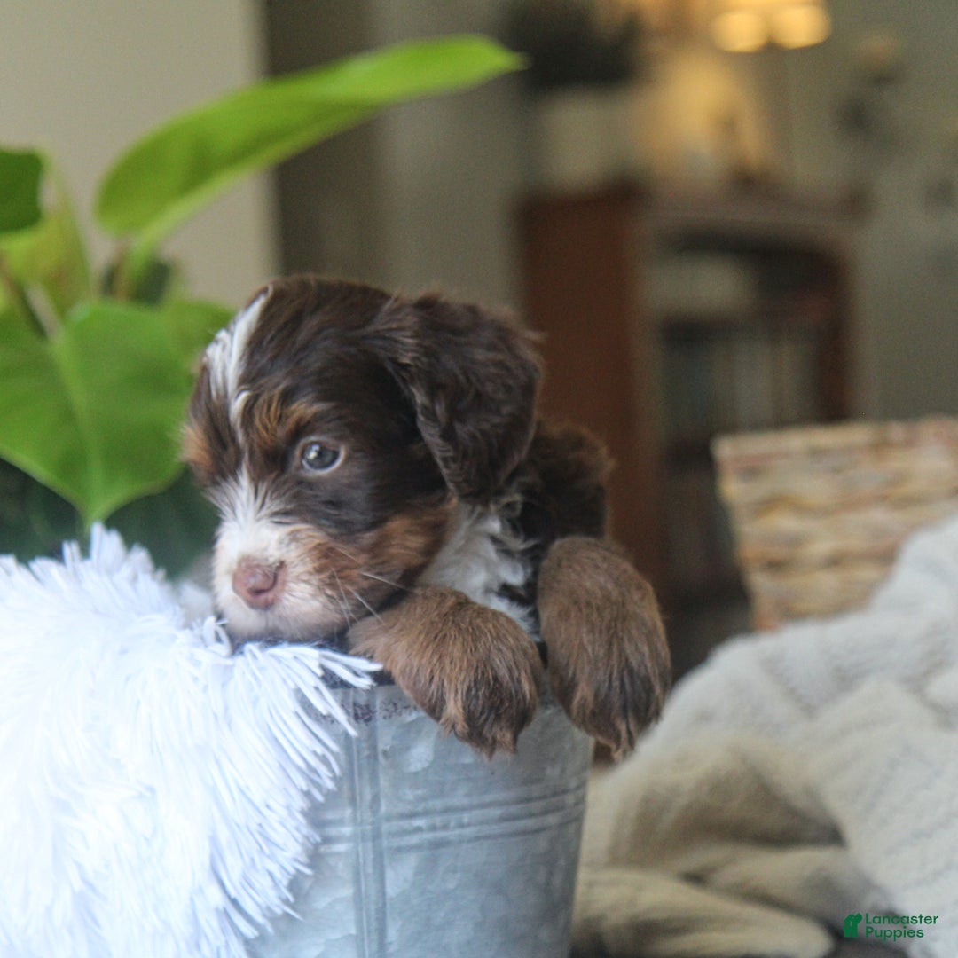 Bernedoodle dogs for sale: Louie Macario - Ad 7