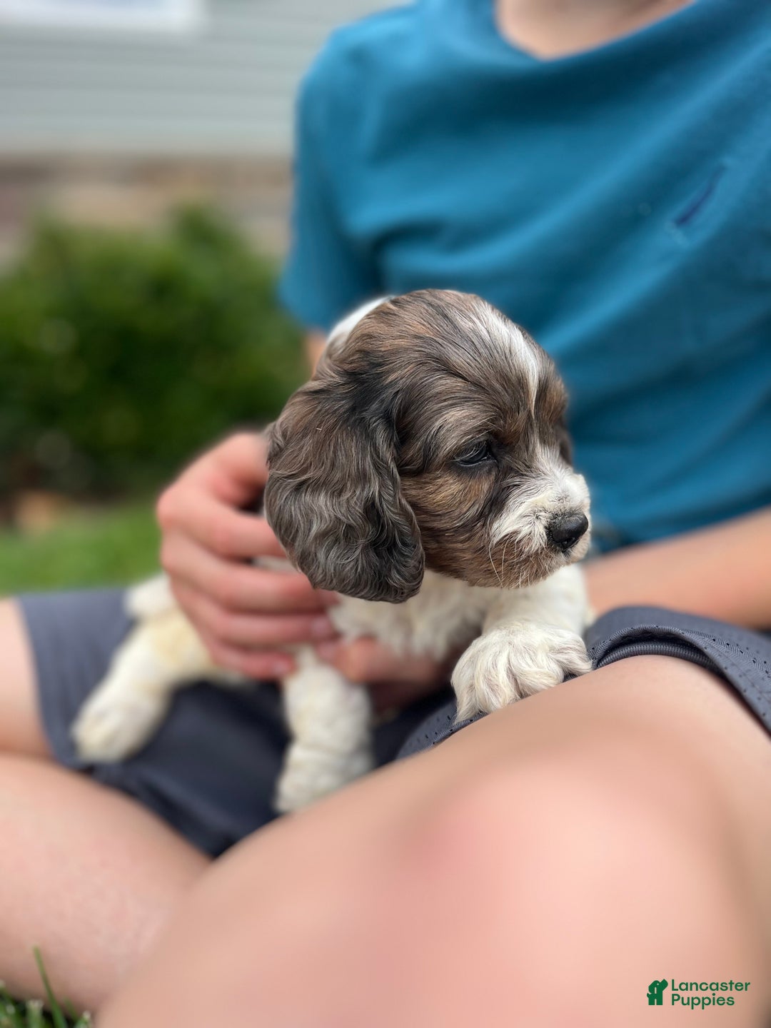 Cockapoo dogs for sale: Spruce - Ad 2