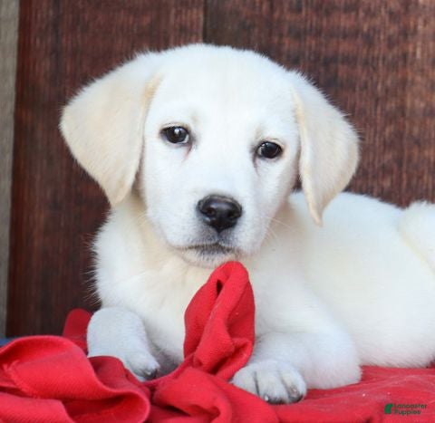 Labrador Retriever dogs Major- Champ lines - Ad 2