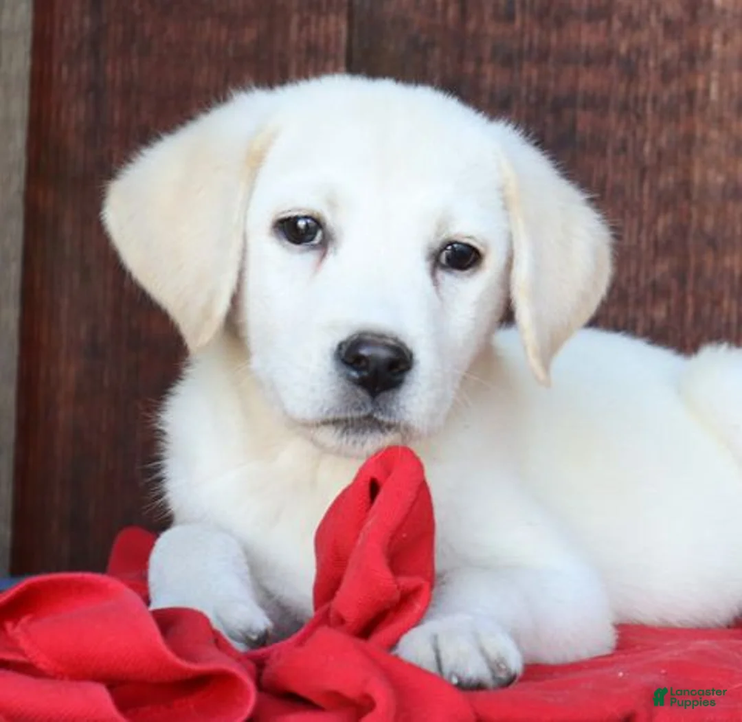 Labrador Retriever dogs for sale: Major- Champ lines - Ad 2