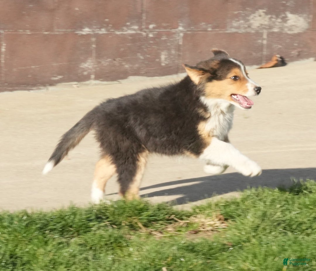 Australian Shepherd dogs for sale: Sabrina - Ad 4