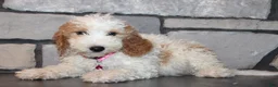 Mini Goldendoodle dogs for sale: Lucy - Ad 7