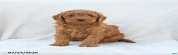 Mini Goldendoodle dogs for sale: Precious - Ad 4