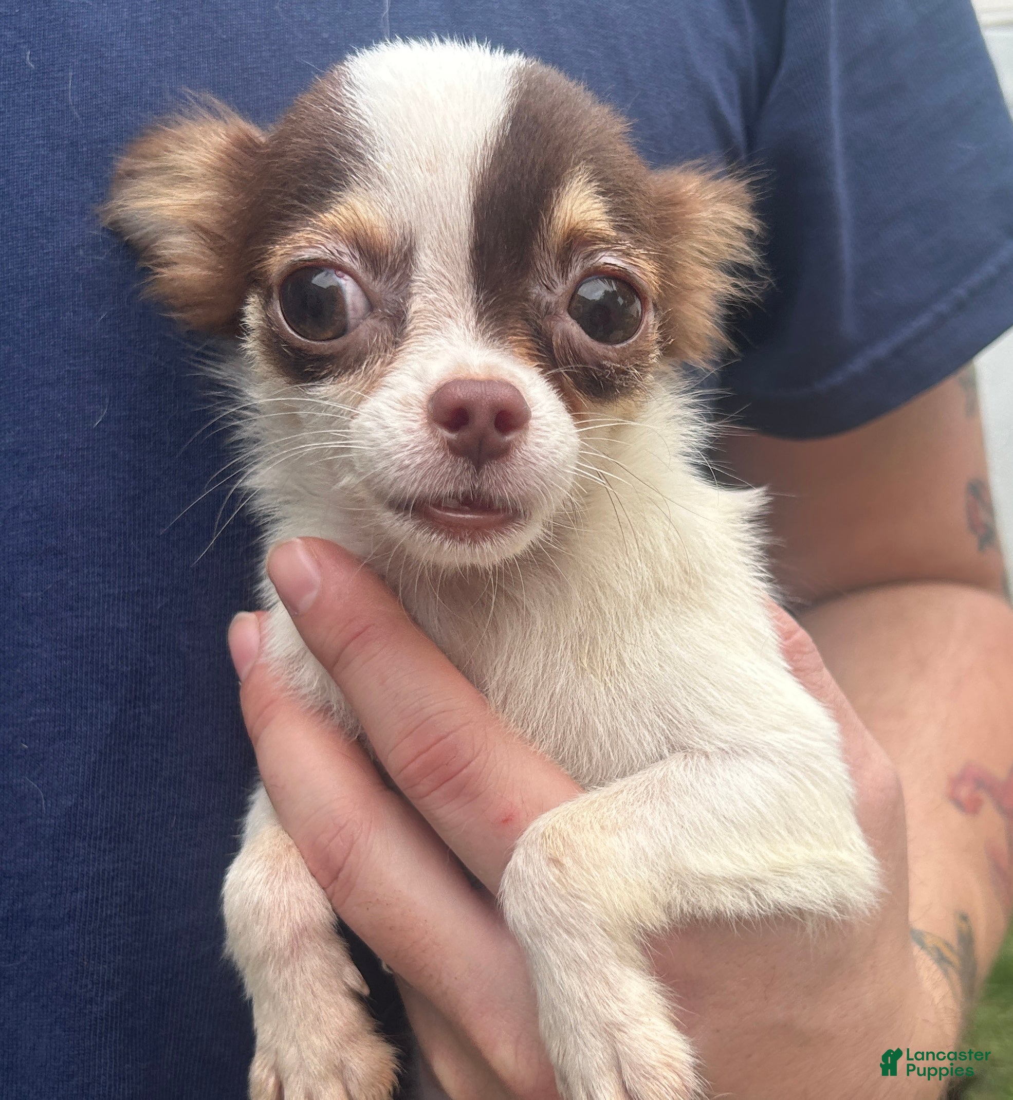 Chihuahua dogs Jerome  - Ad 2