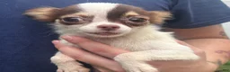 Chihuahua dogs for sale: Jerome  - Ad 1