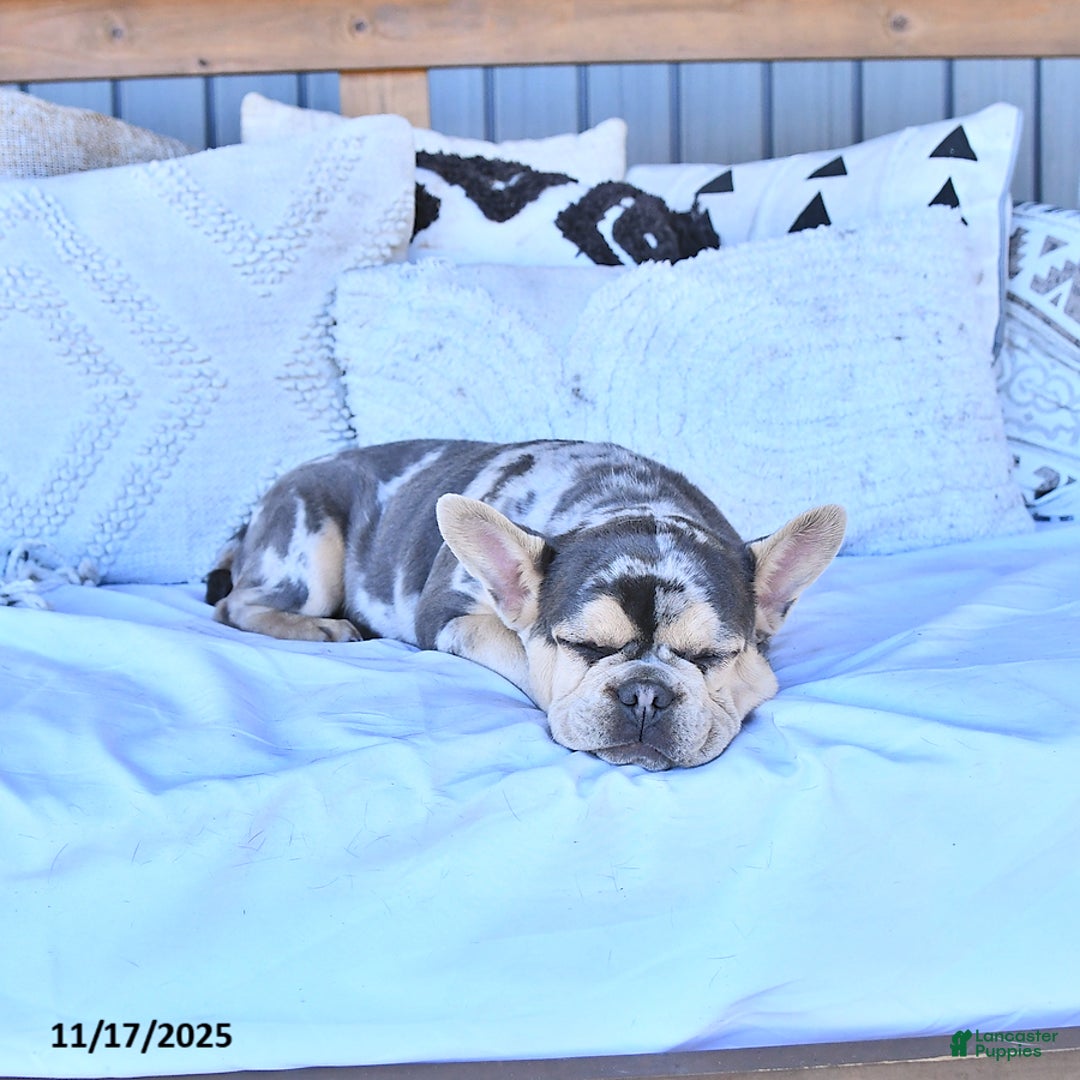 French Bulldog dogs for sale: Trixie - Ad 2