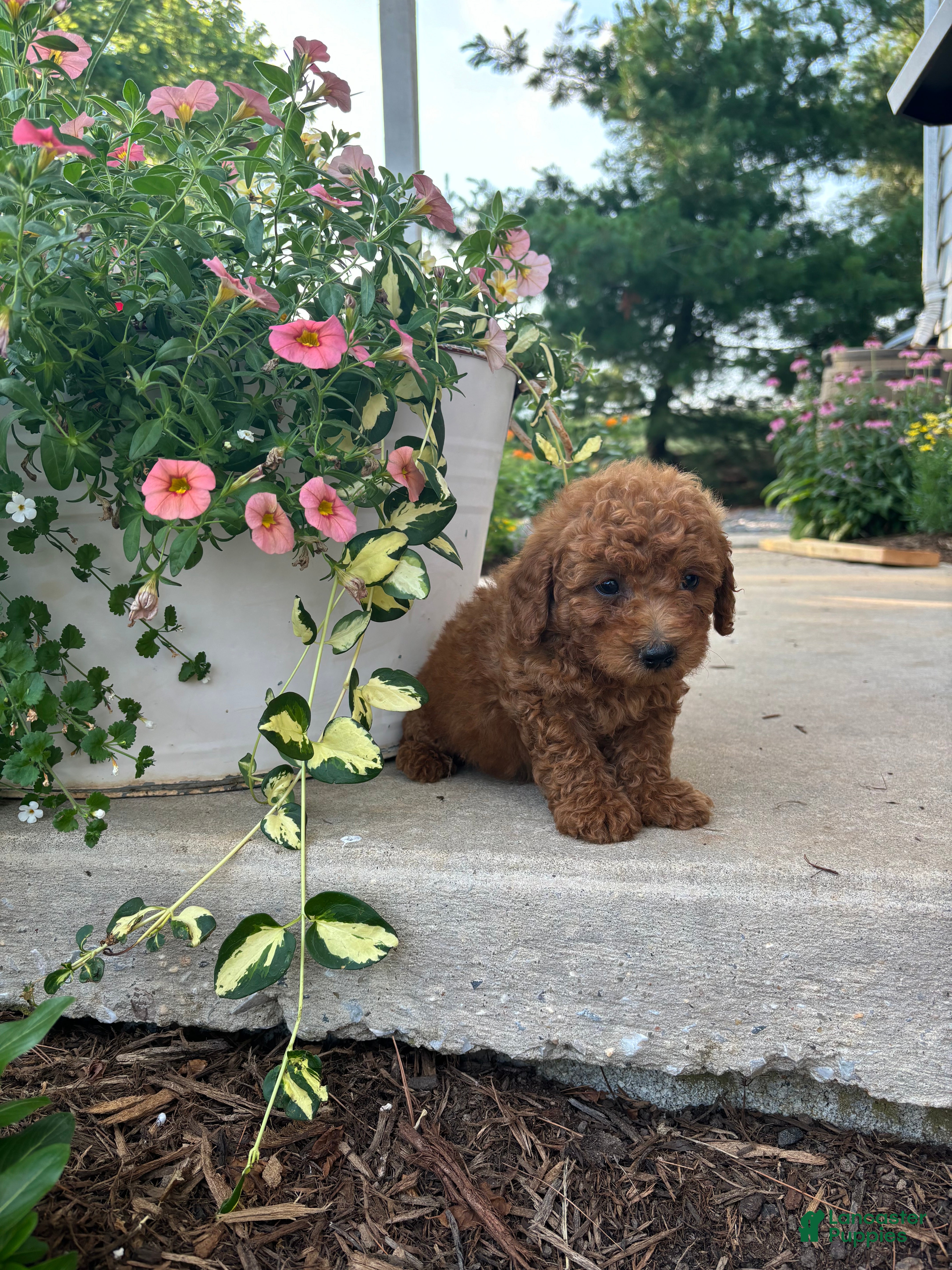Bichpoo dogs Parker - Ad 2